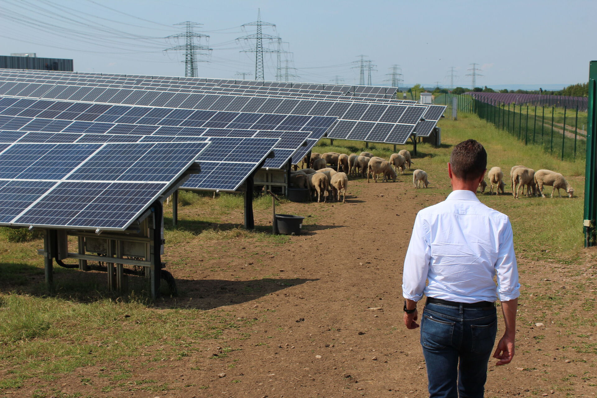 Feld mit Photovoltaikanlage und Schafen